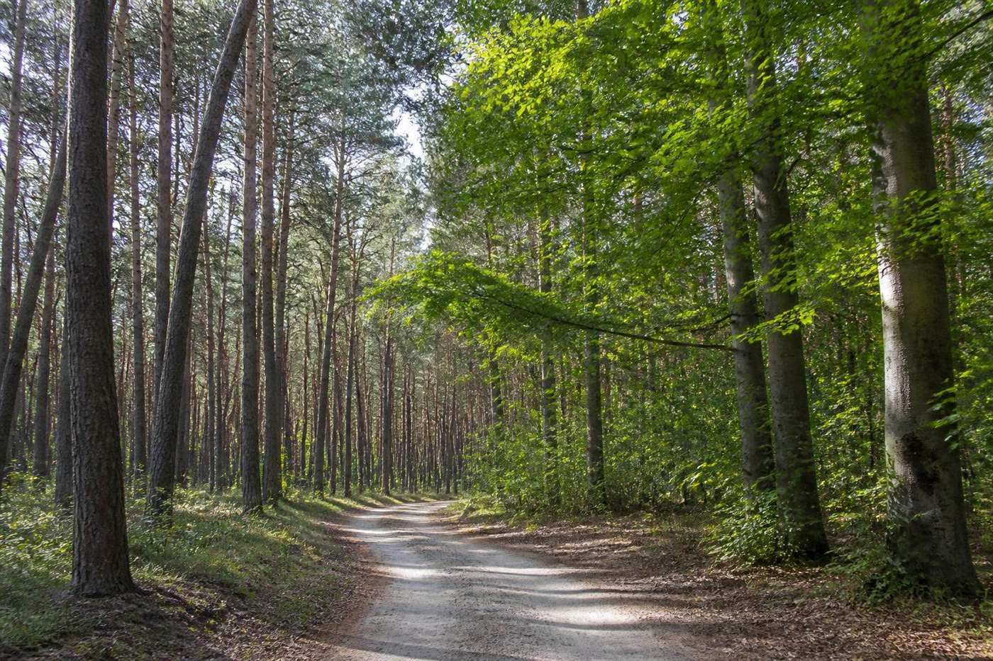 Велосипедная дорога через сосновый лес Darßwald